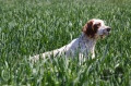 Setter Anglais DOOM DE LA PETITE VAREIZE Setter Anglais DOOM DE LA PETITE VAREIZE